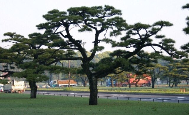 Black Pine Tree (Pinus thunbergii)