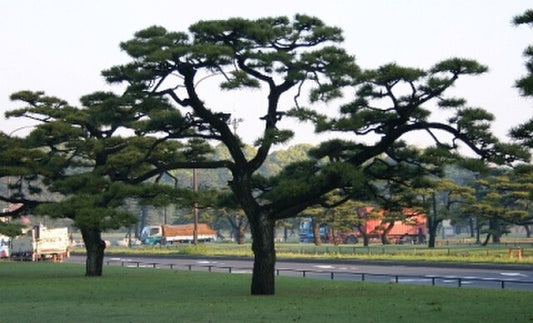 Black Pine Tree (Pinus thunbergii)