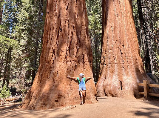Giant Sequoia Tree (Sequoiadentron giganteum)