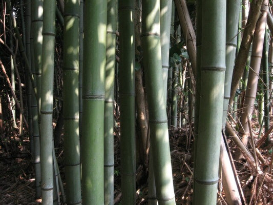 Japanese Timber Bamboo (Phyllostachys bambusoides)