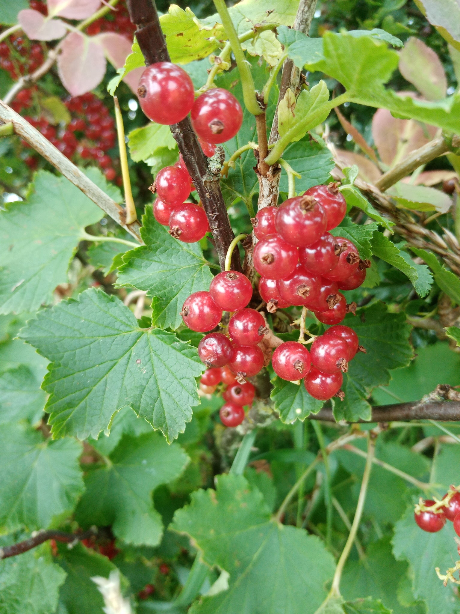 Red Currant Tree (Ribes rubrum) – Secret Orchard Nursery