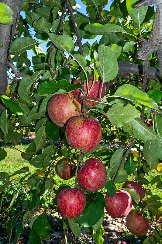 Winesap Apple Tree - Semi Dwarf