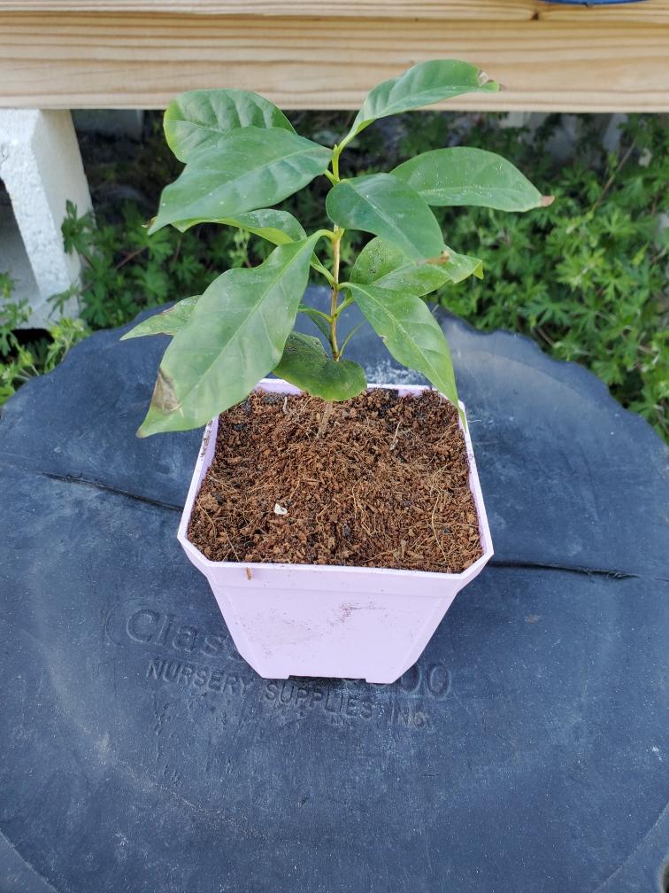 Coffee Caturra (shipped from Florida)