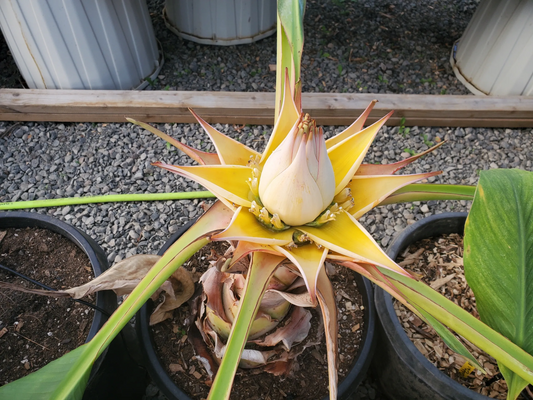 Chinese Dwarf/Golden Lotus Banana Tree (Musella lasiocarpa)