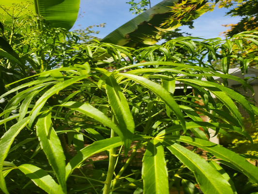 Metapanax delavayi (False Ginseng)