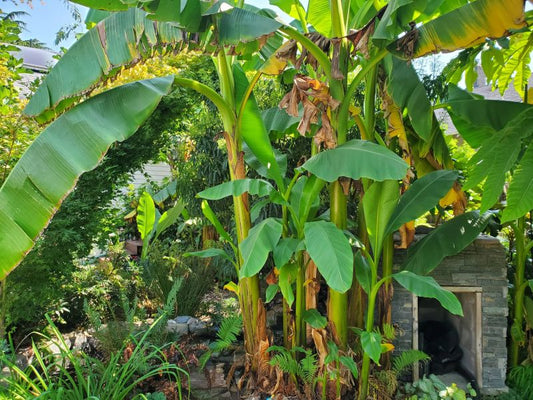 Banana hardy (Musa basjoo)