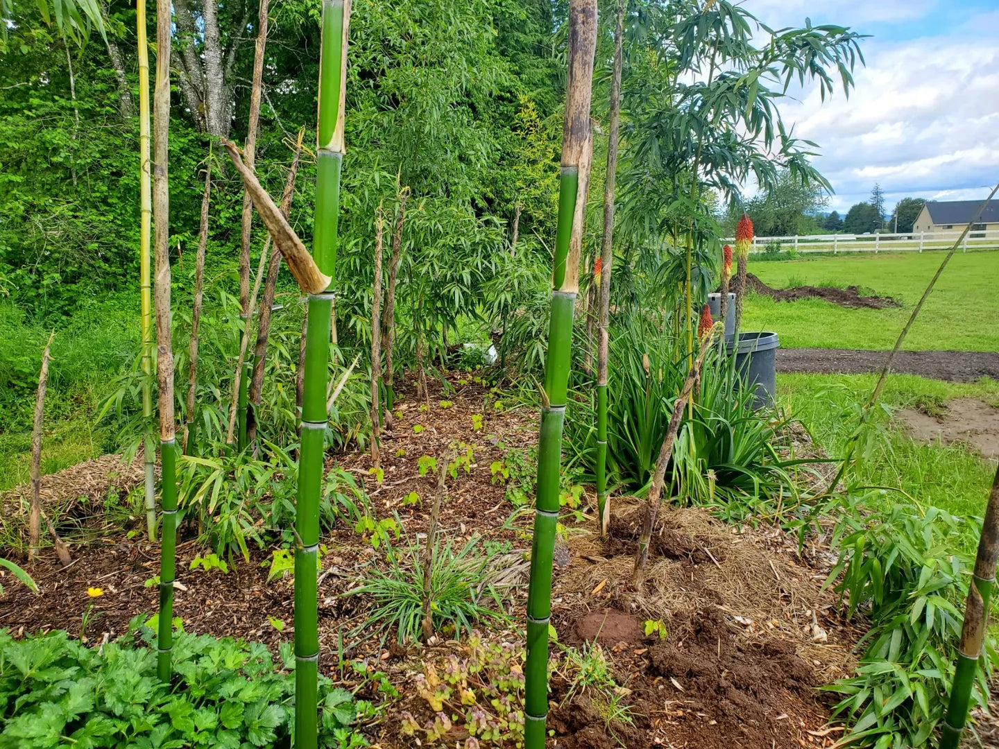 Japanese Timber Bamboo (Phyllostachys bambusoides)